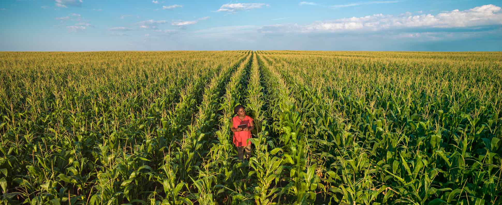 Student Tatenda Ndambakuwa stands amidst a corn field holding a computer tablet