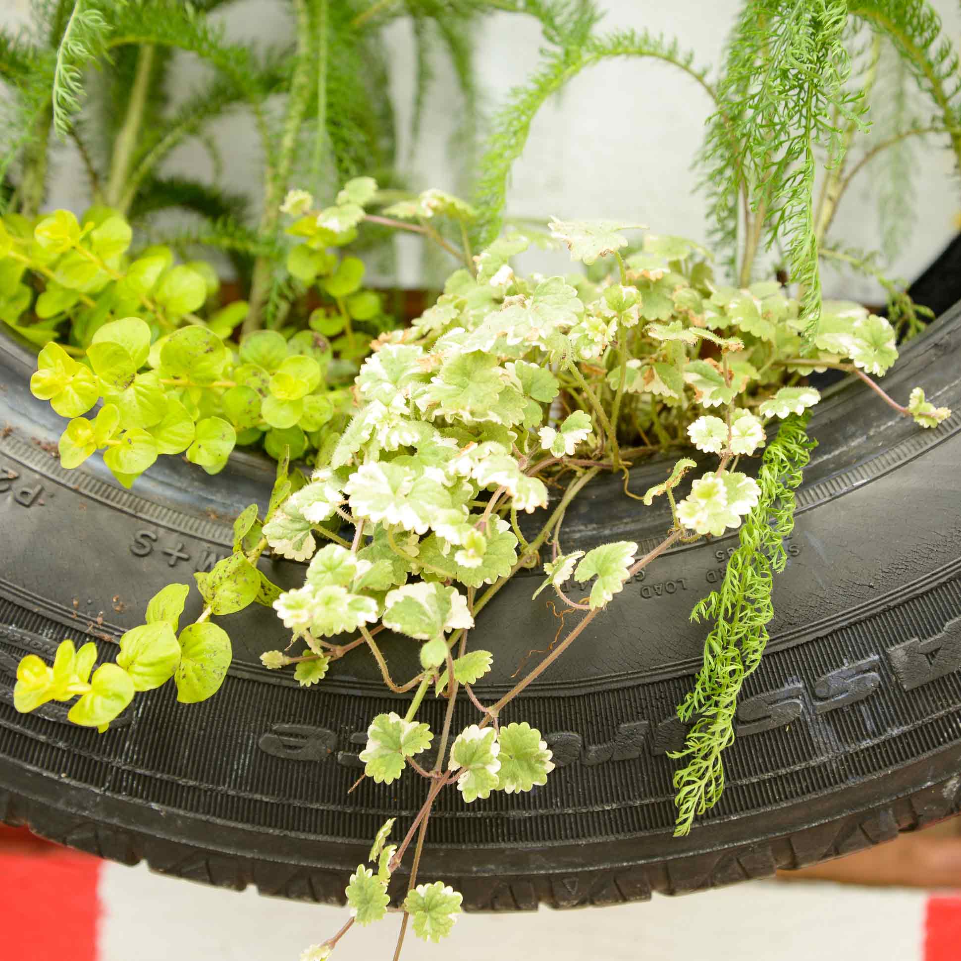 A repurposed tire holds plants.