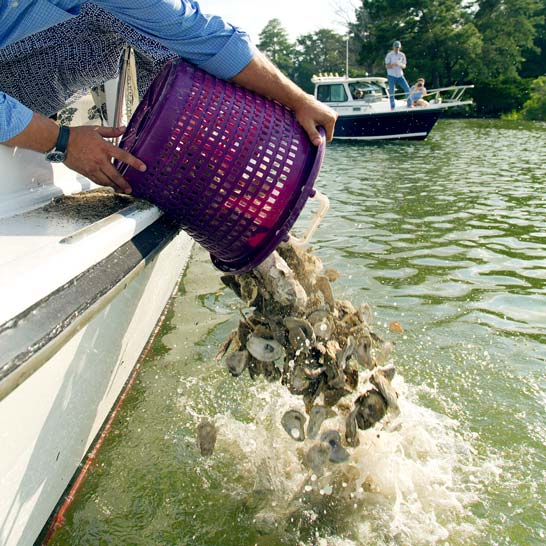 Basket of oyster shells being dumped onto oyster reef from side of boat.