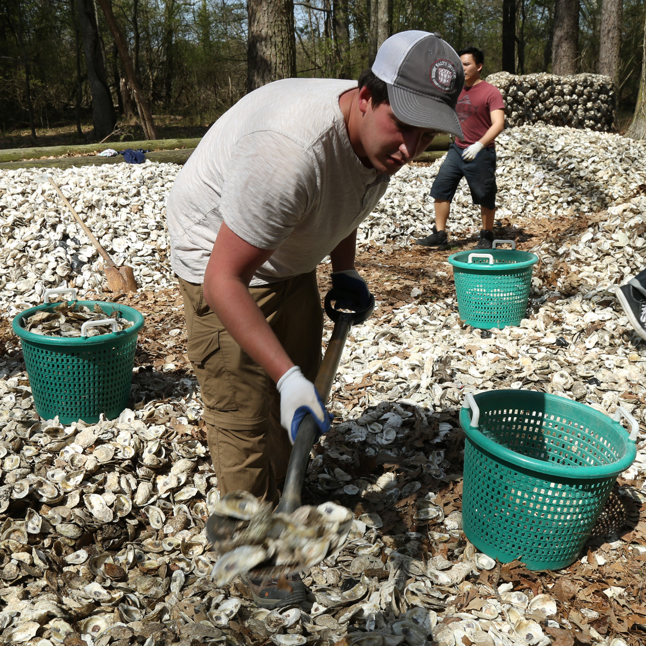 Male student shoveling oysters onto mound of shells
