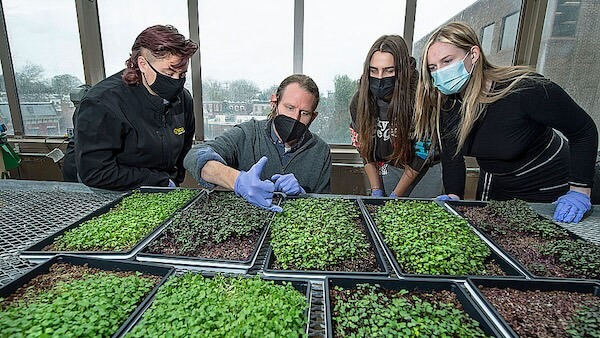 Four individuals in a greenhouse inspecting a variety of young plants in seedling trays. They are wearing protective face masks and gloves.