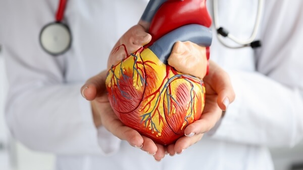 A person in a lab coat and stethoscope holding an anatomical heart model.