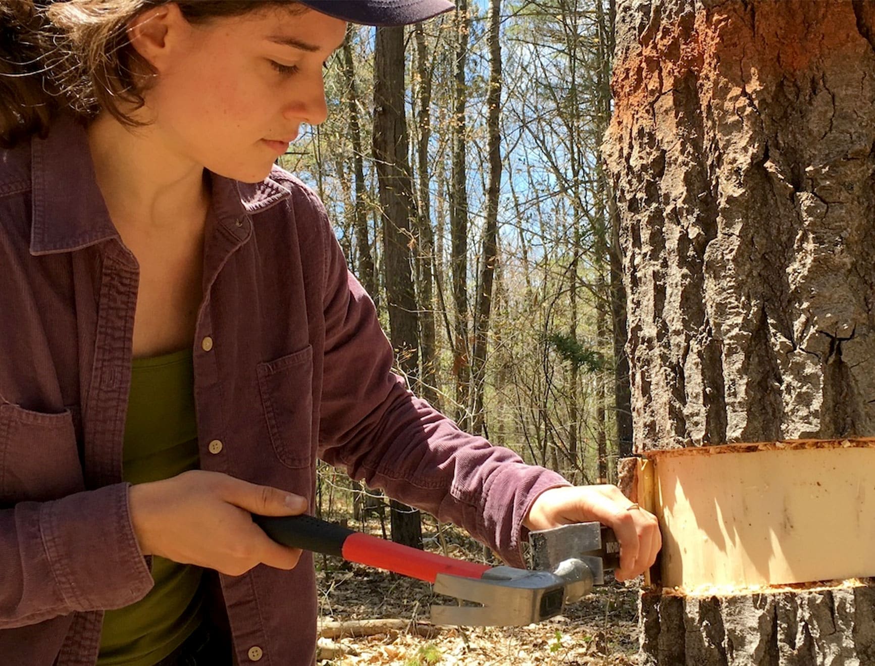 Kayla Mathes, a doctoral candidate in the integrative life sciences program of VCU Life Sciences, removes tree bark and sugar-transporting tissues immediately under it, as part of field work for a class.